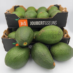 Avocado